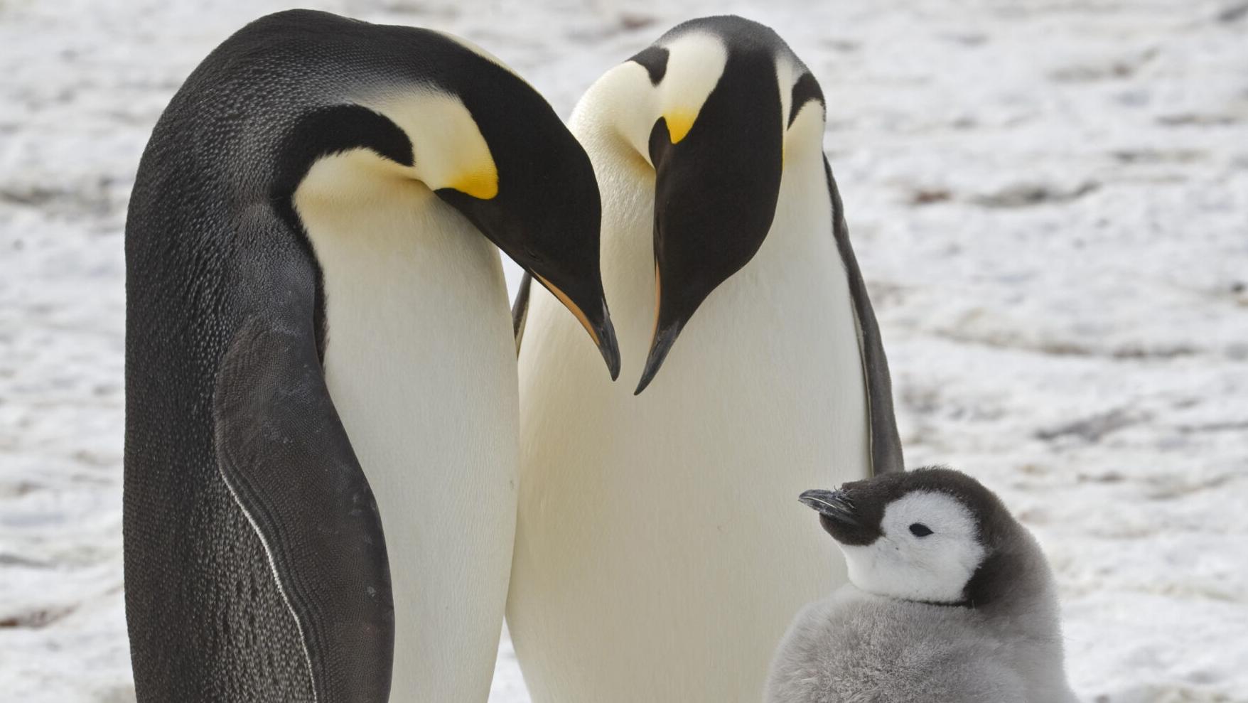 Emperor penguins show dramatic decline in a region of Antarctica, satellite photos show